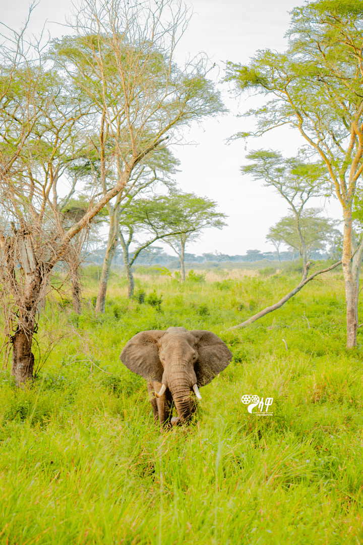 Uganda Safari Gallery Image 23