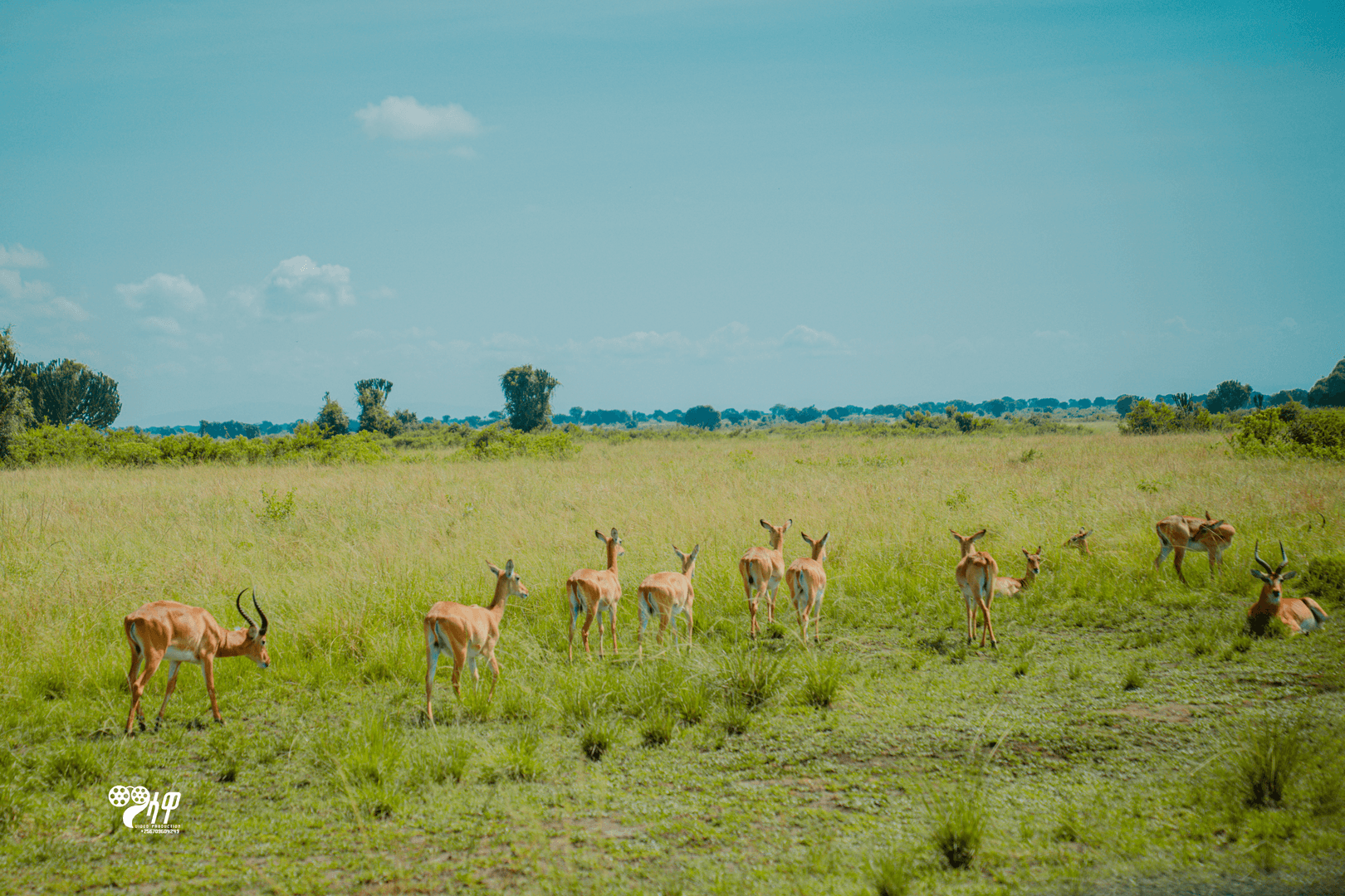 Uganda Safari Gallery Image 27