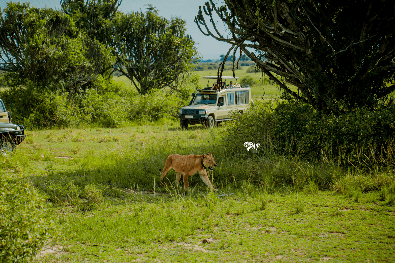 Uganda Safari Gallery Image 29