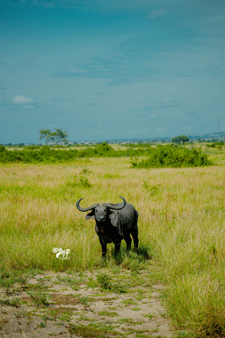 Uganda Safari Gallery Image 30