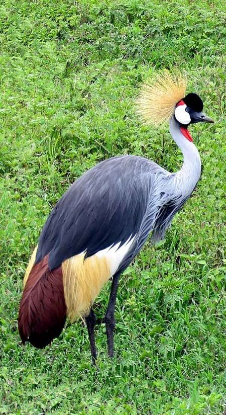 Uganda Safari Gallery Image 37